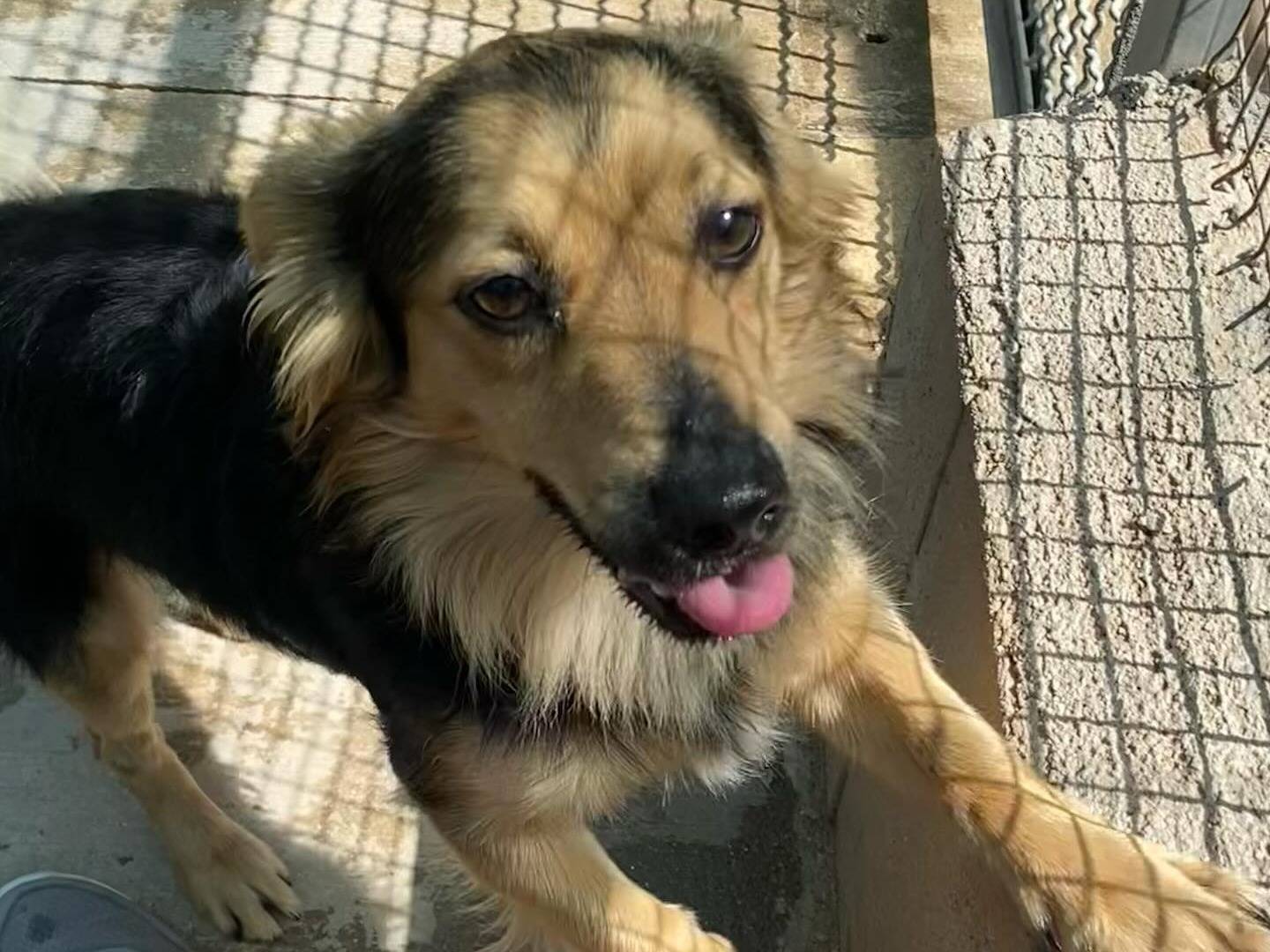 Vuoi adottare un cane a Latina?