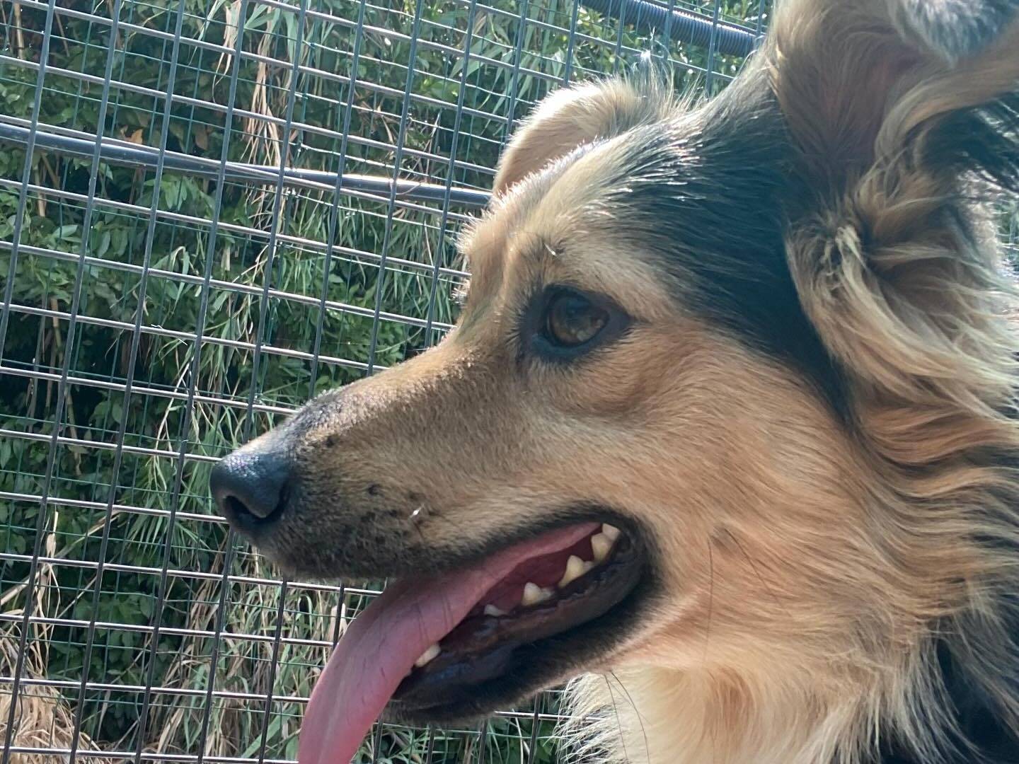 Adotta il cane Zeus a Latina