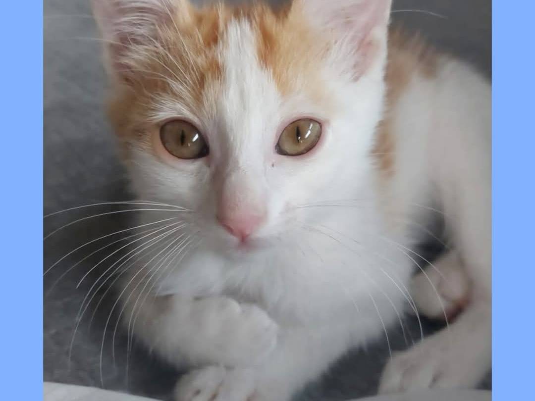 Adozione gatto, maschio, Razza sconosciuta Razza sconosciuta, 3 mesi, taglia non valida, Torino