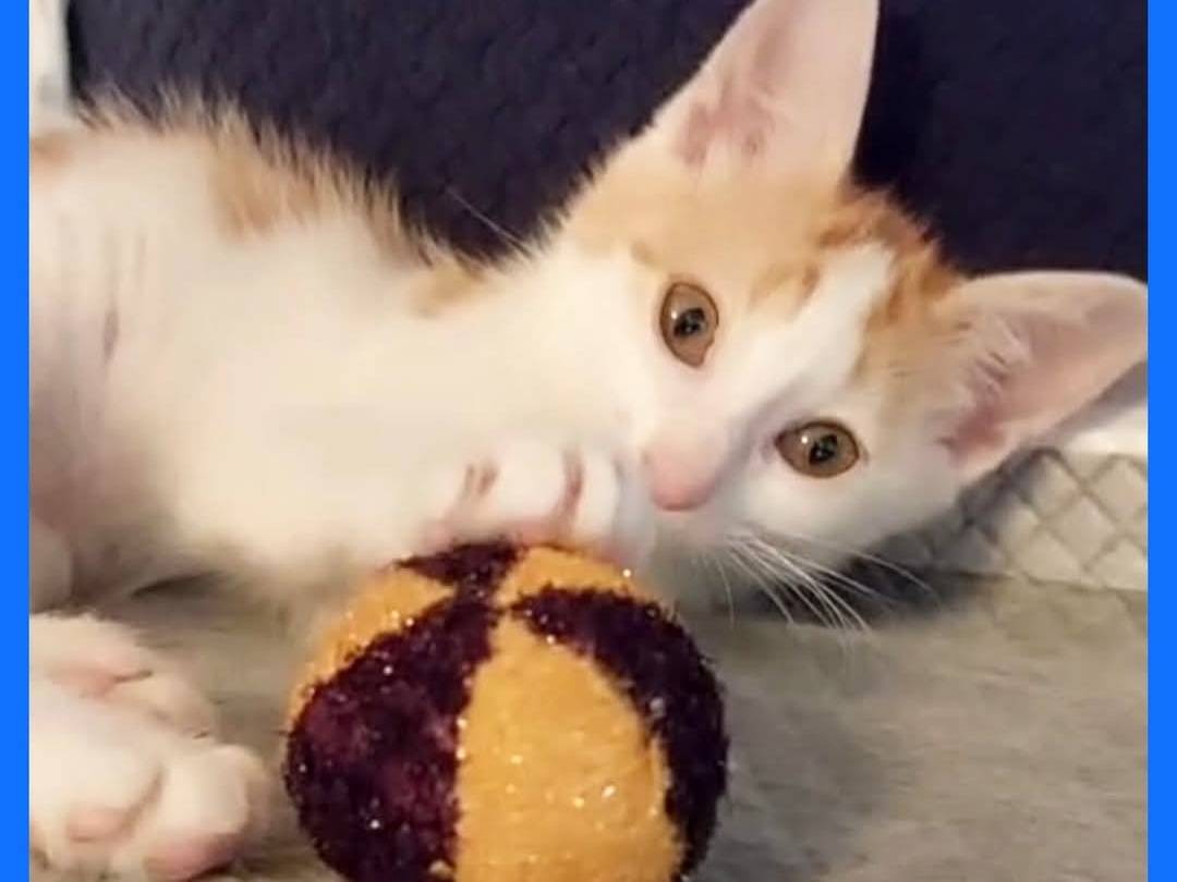 Adotta un gatto, maschio, 3 mesi, Torino