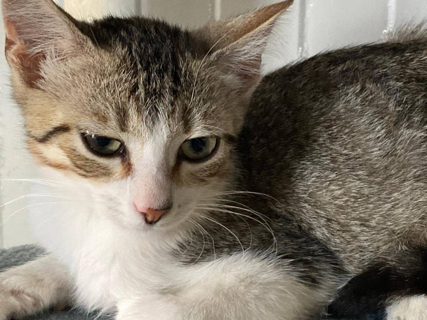 Adozione gatto, maschio, Razza sconosciuta Razza sconosciuta, 3 mesi, taglia non valida, Pisa