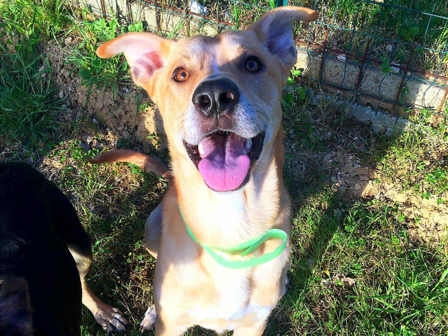 Vuoi adottare un cane a Siena?