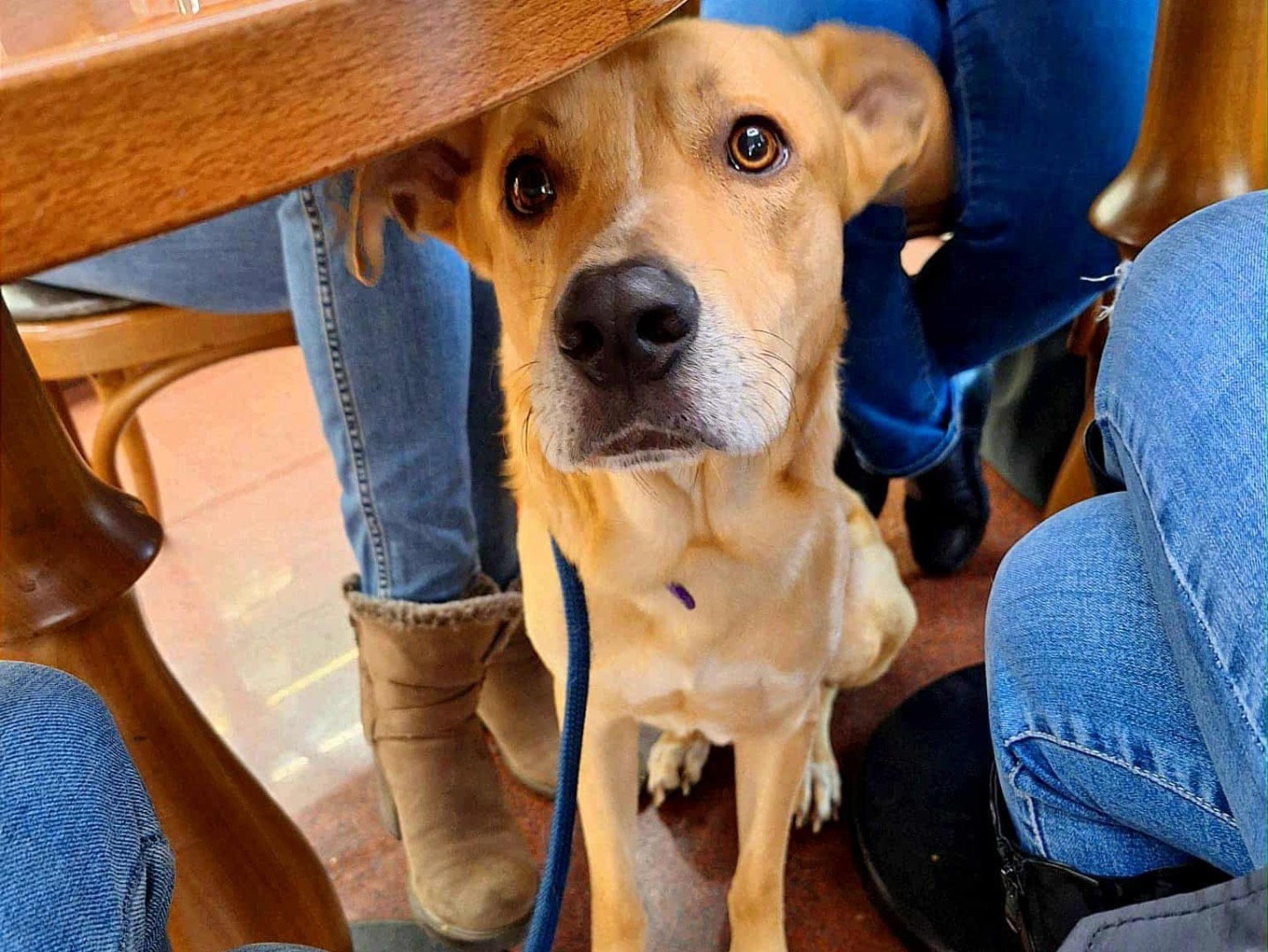 Adotta il cane Theo  a Siena