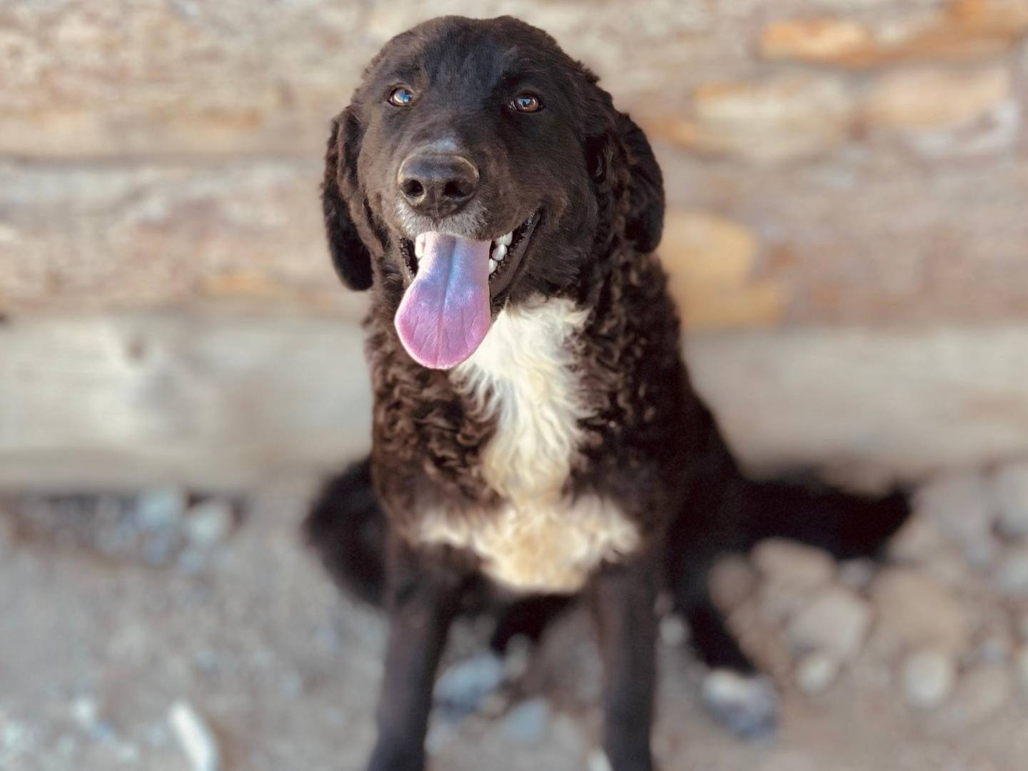 Adozione cane, femmina, Pastore maremmano Razza sconosciuta, 6 mesi, taglia media, Crotone