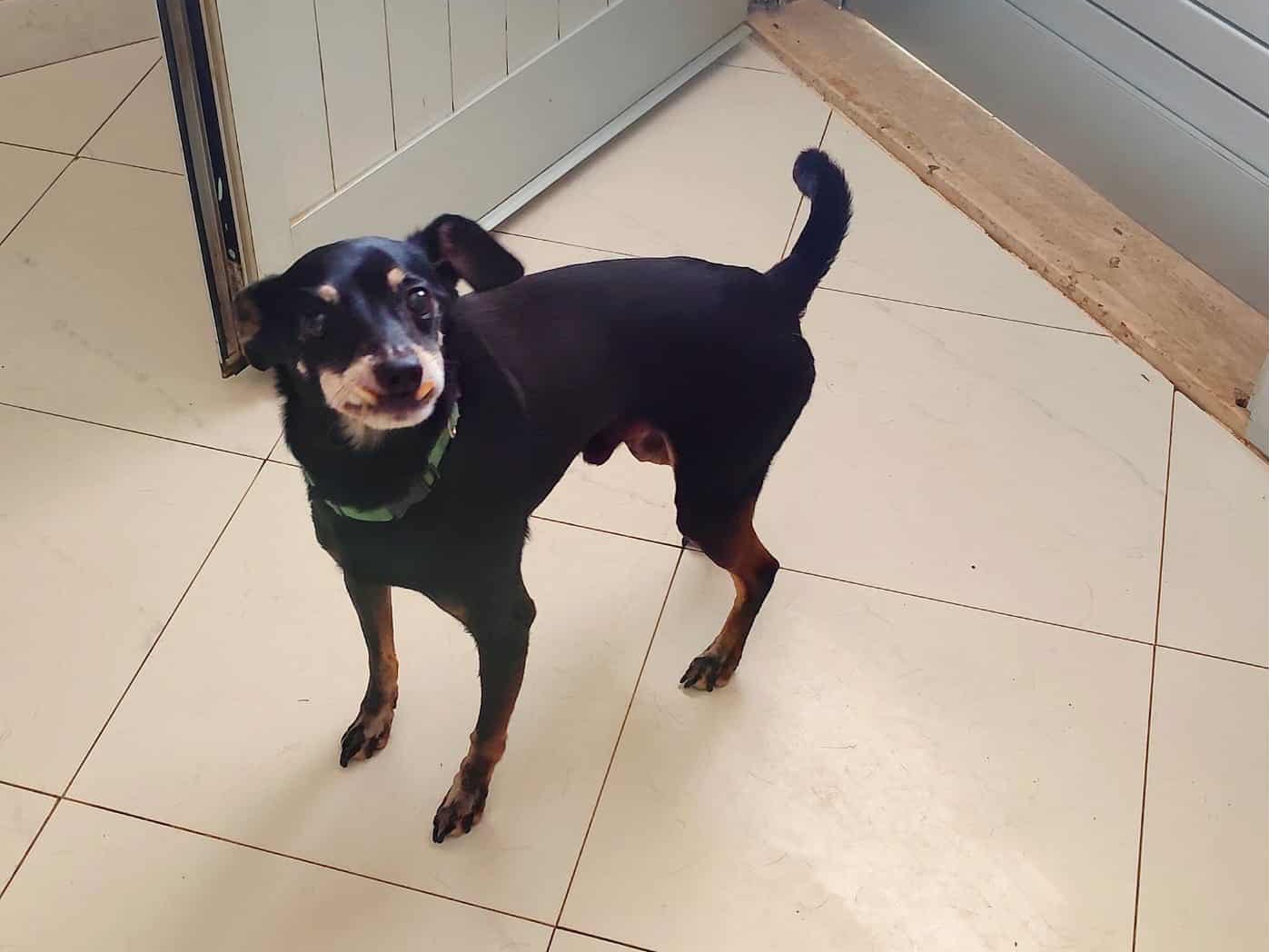 Adotta un cane, maschio, 9 anni e 10 mesi, Siena
