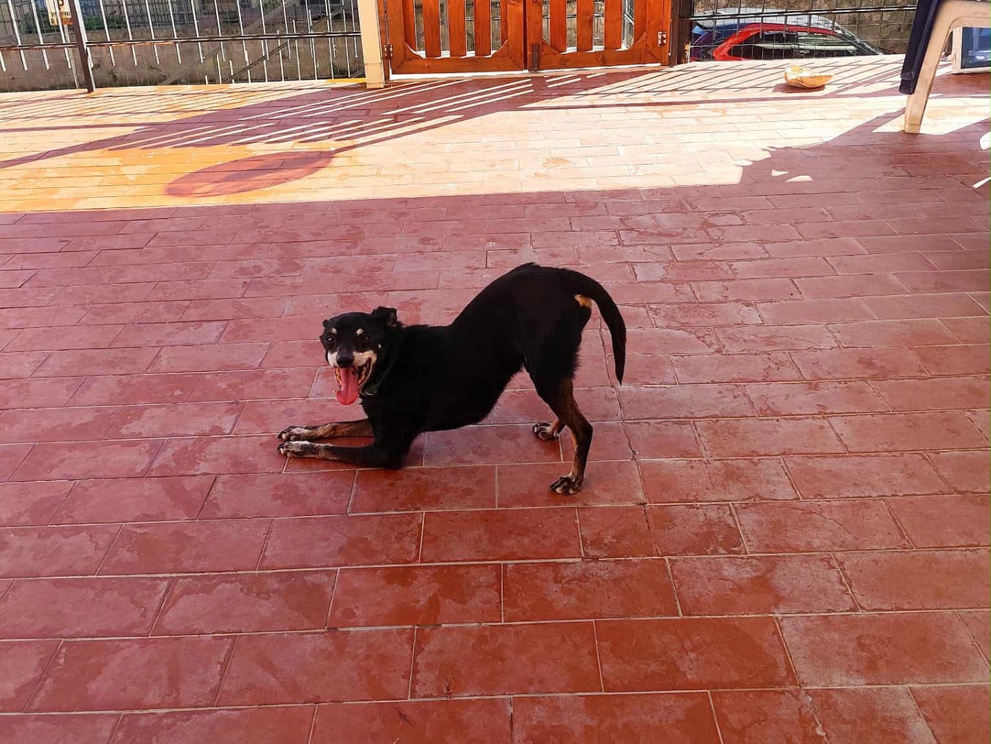 Adotta un cane, taglia piccola, maschio, Siena