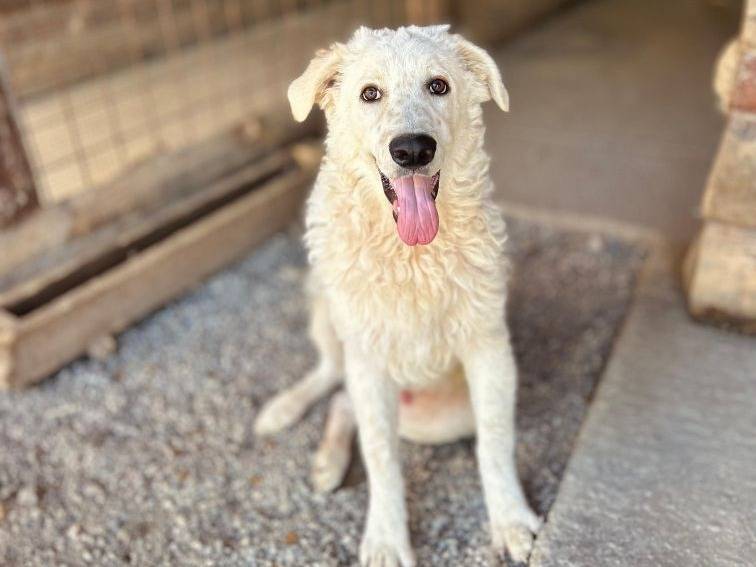 Adozione cane, maschio, Razza sconosciuta Razza sconosciuta, 5 mesi, taglia grande, Crotone