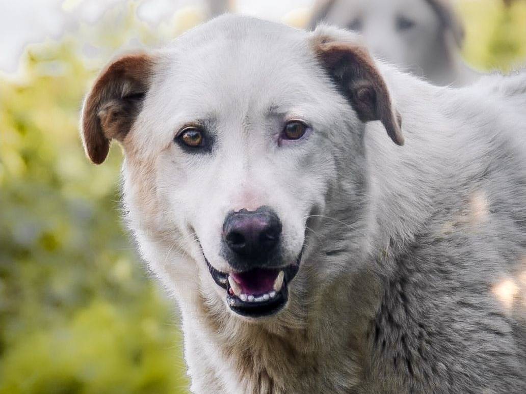Adozione cane, maschio, Razza sconosciuta Razza sconosciuta, 3 anni e 2 mesi, taglia grande, Crotone