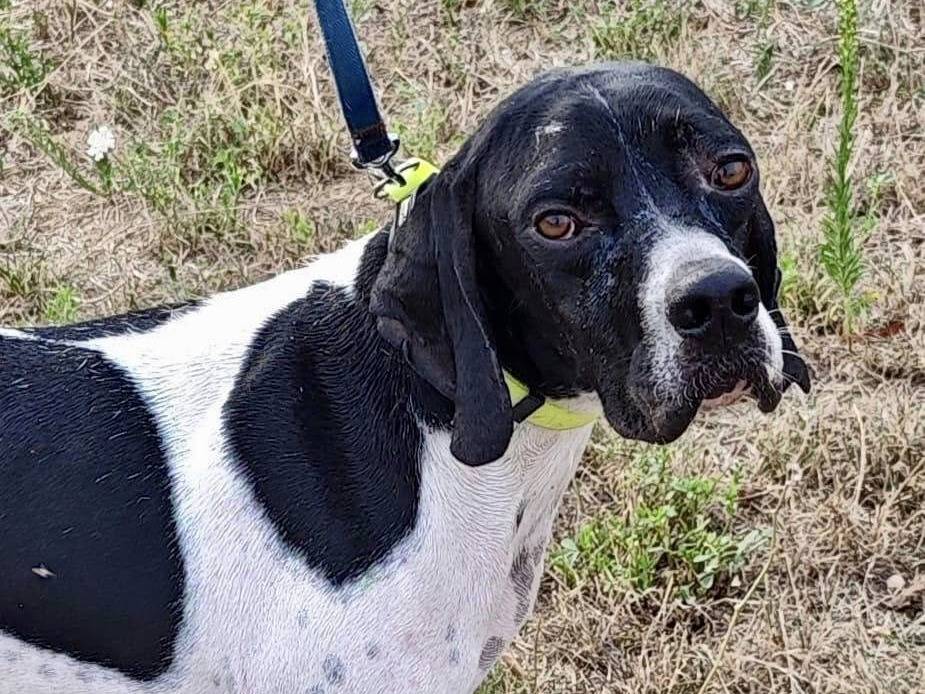 Adozione cane, maschio, Pointer Razza sconosciuta, 1 anno e 6 mesi, taglia media, Macerata