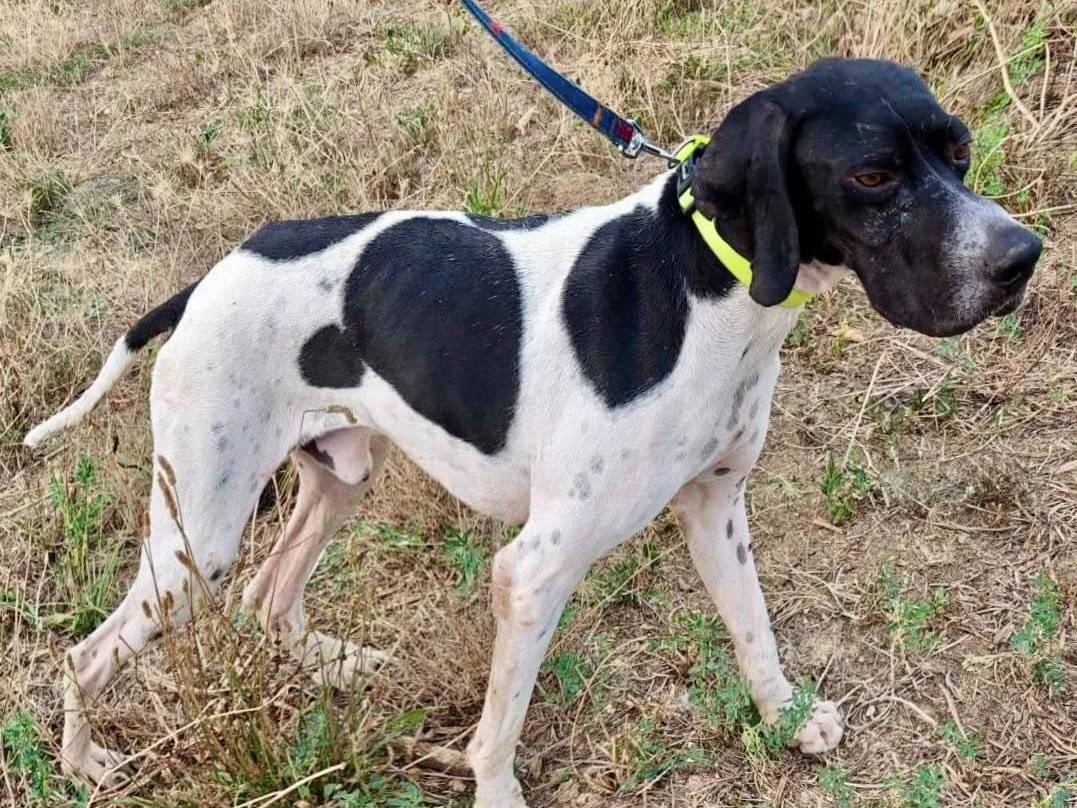 Adotta un cane, maschio, 1 anno e 6 mesi, Macerata