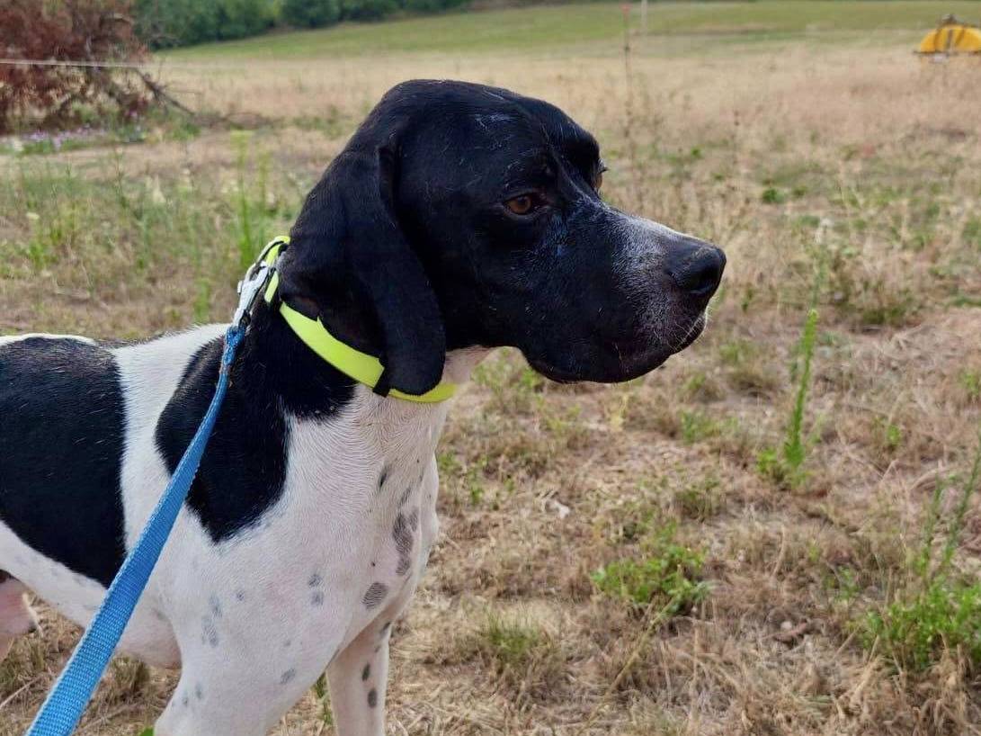 Adotta un cane, taglia media, maschio, Macerata