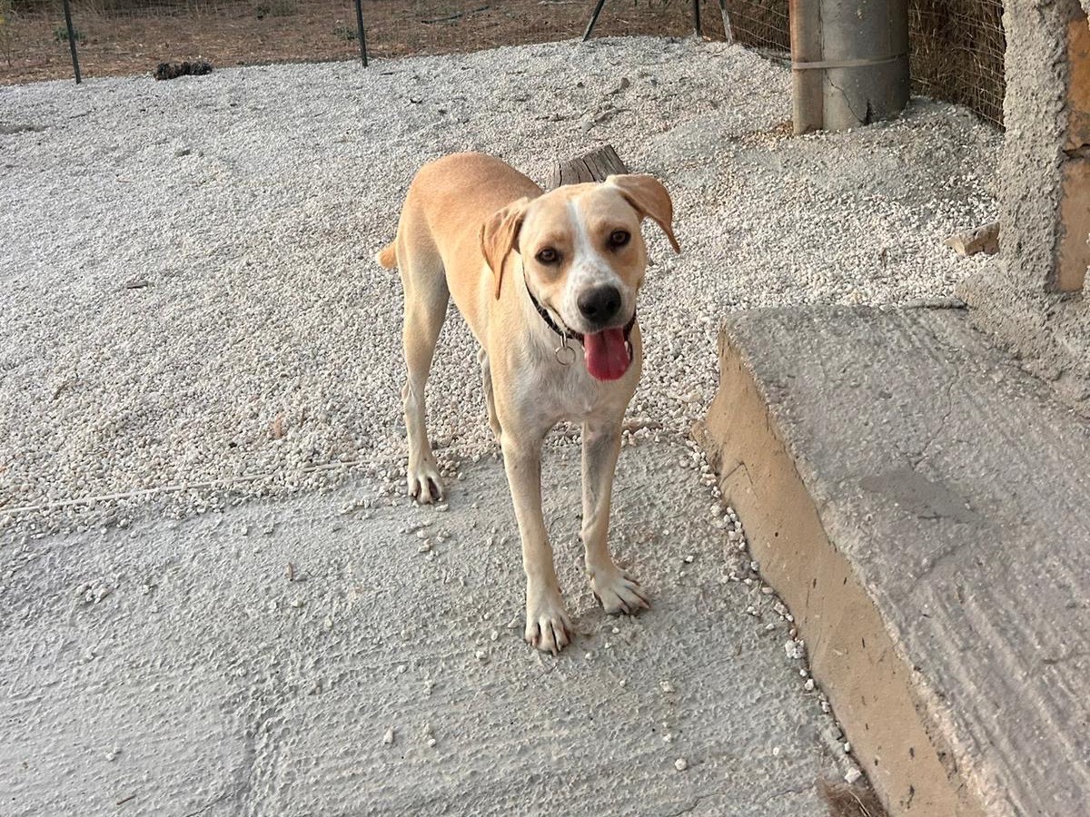Adotta un cane, femmina, 2 anni e 2 mesi, Siracusa