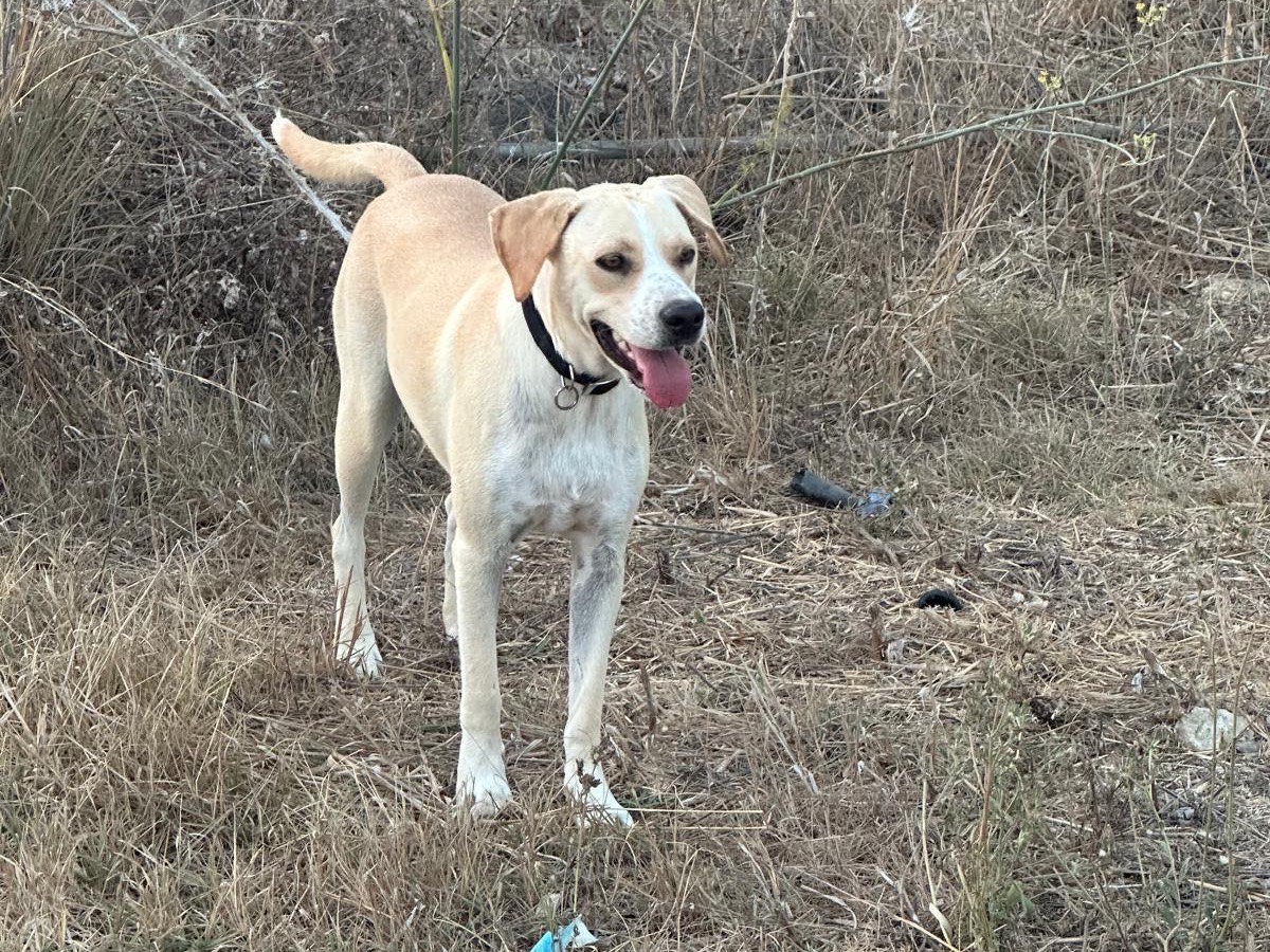 Adotta un cane, taglia media, femmina, Siracusa