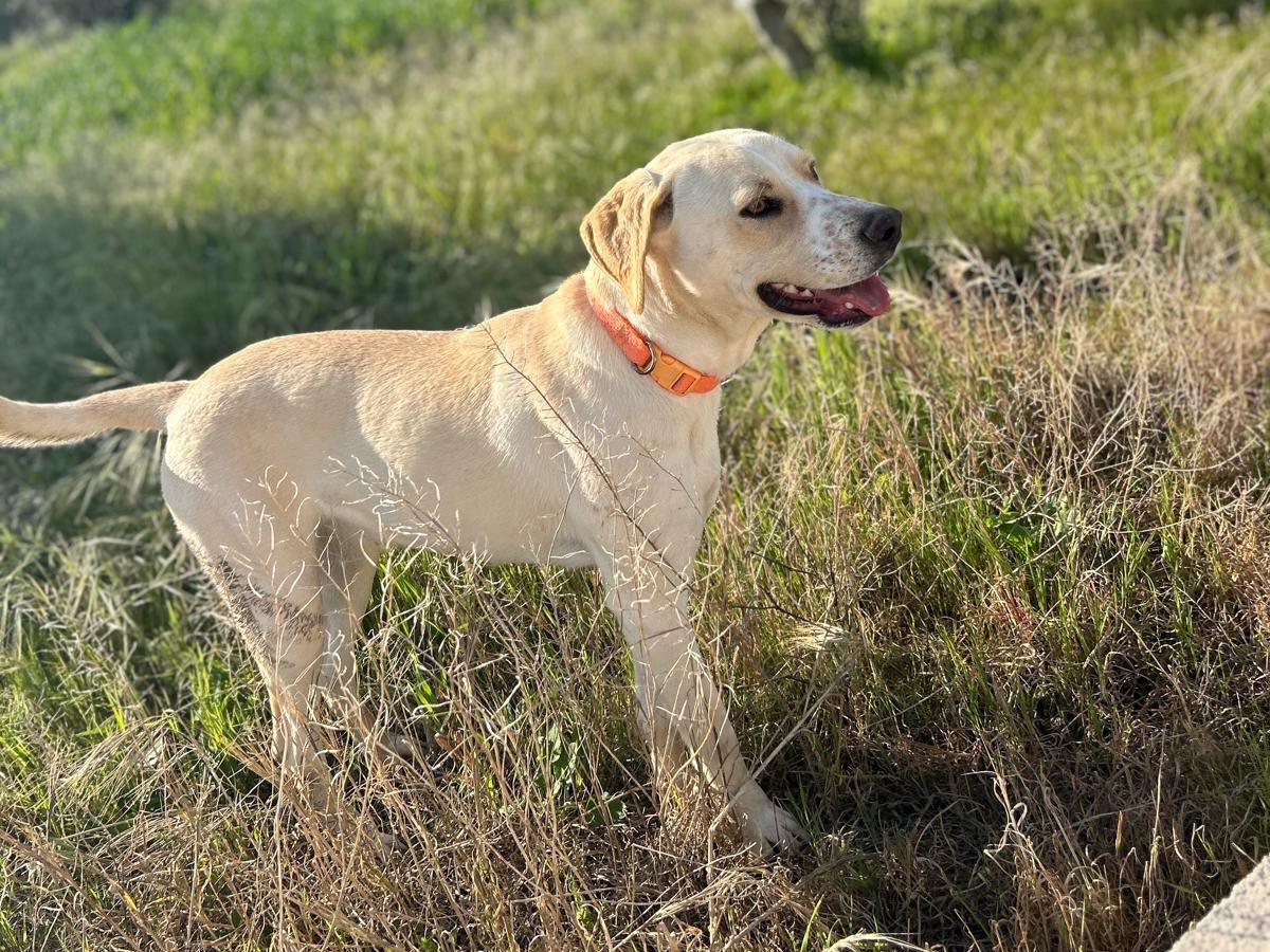Vuoi adottare un cane a Siracusa?