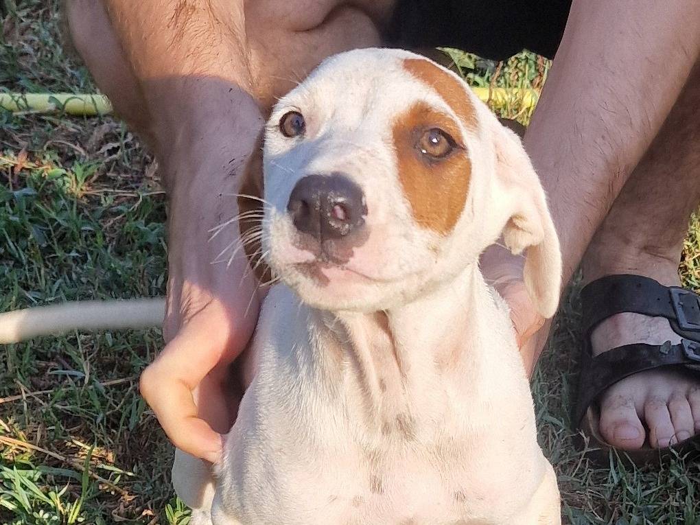 Adotta un cane, femmina, 3 mesi, Latina