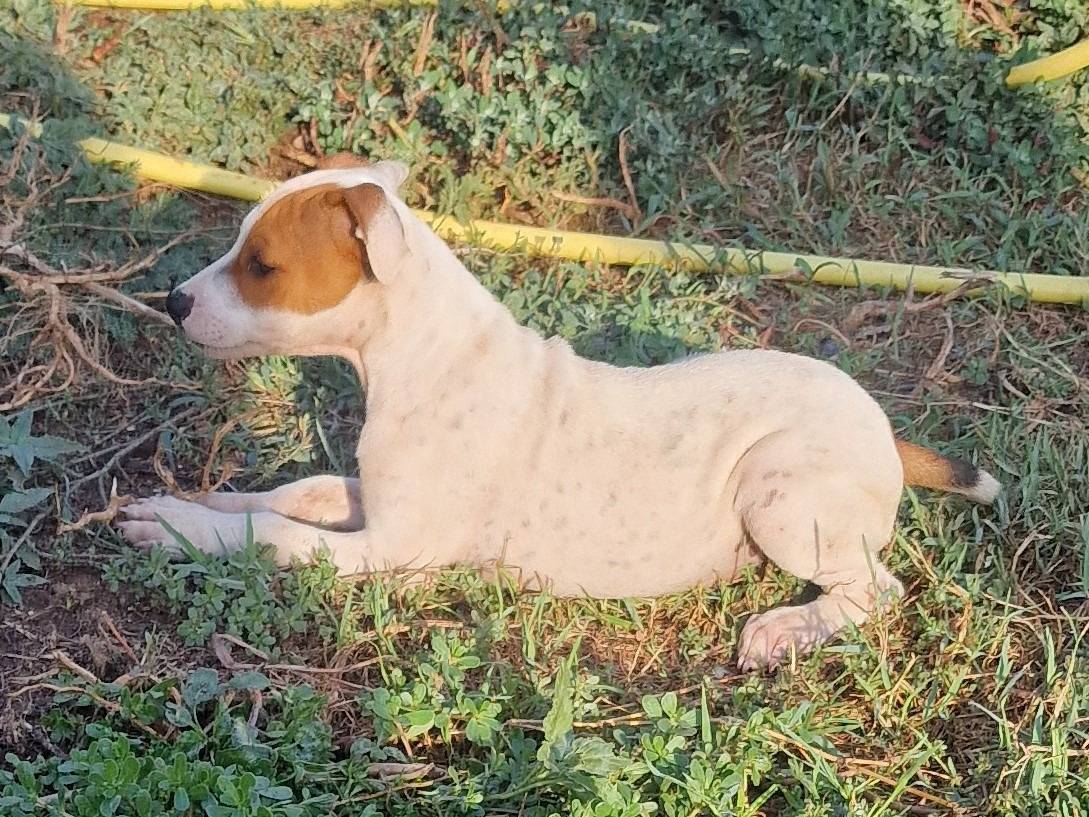Adotta un cane, taglia media, femmina, Latina