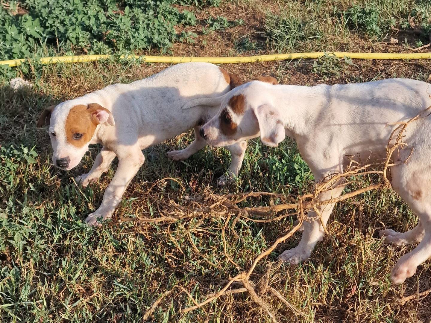 Vuoi adottare un cane a Latina?
