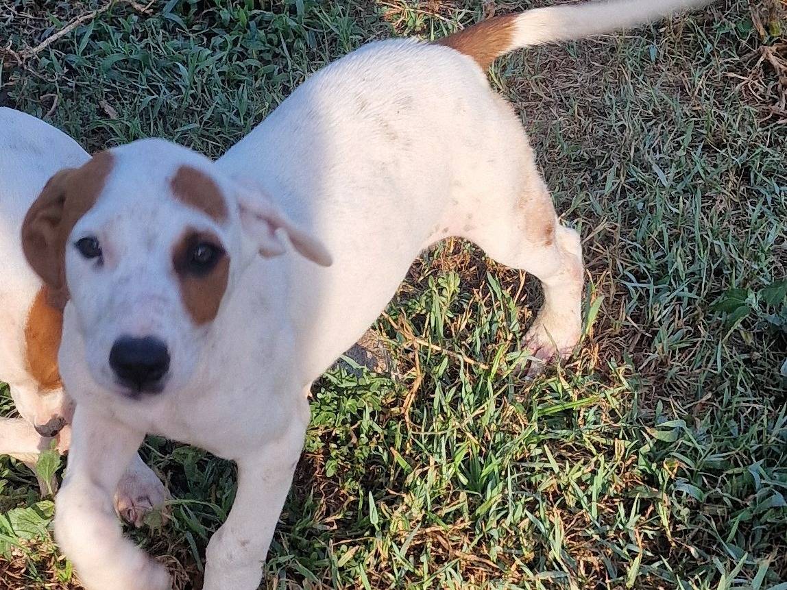 Adotta il cane Orchidea a Latina