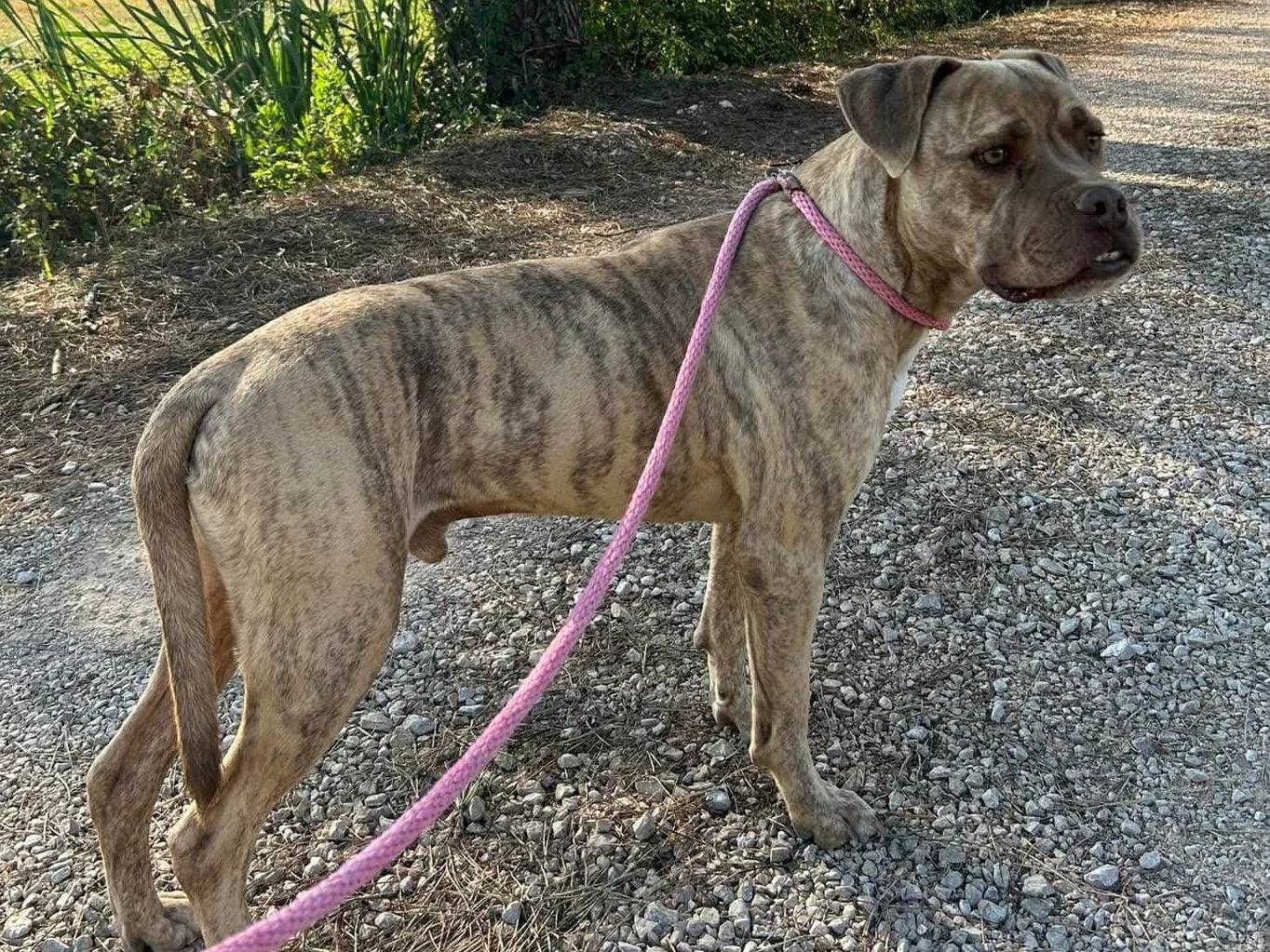 Adozione cane, maschio, Razza sconosciuta Razza sconosciuta, 8 anni e 3 mesi, taglia grande, Latina