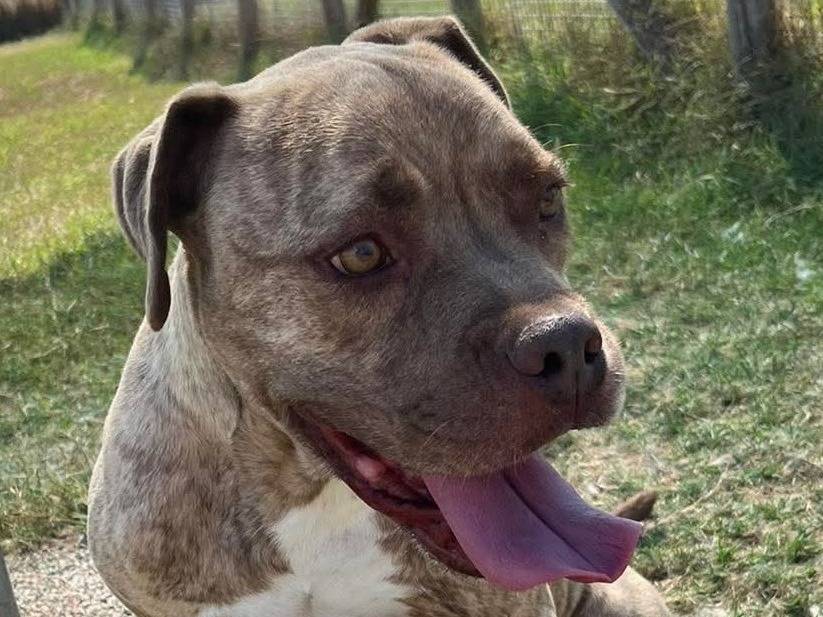 Adotta un cane, maschio, 8 anni e 3 mesi, Latina