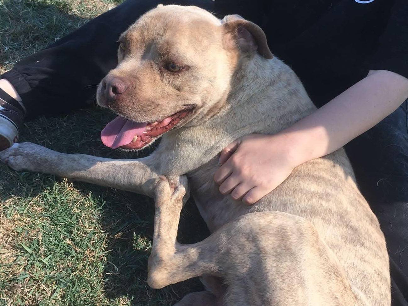 Adotta un cane, taglia grande, maschio, Latina
