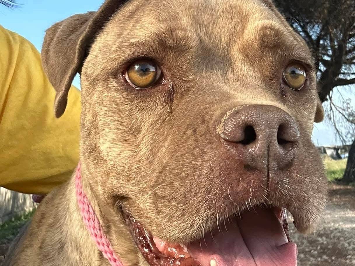 Vuoi adottare un cane a Latina?