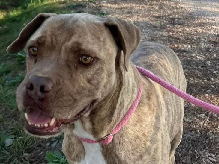 Adotta il cane GRINO a Latina