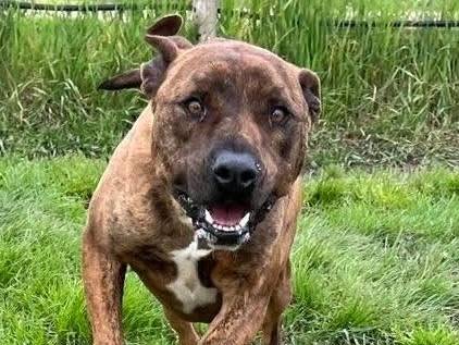 Adotta un cane, maschio, 5 anni e 3 mesi, Latina