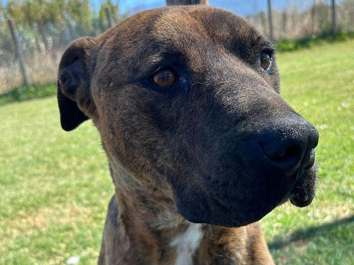 Adotta un cane, taglia grande, maschio, Latina