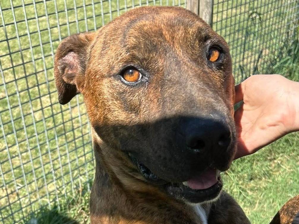 Vuoi adottare un cane a Latina?