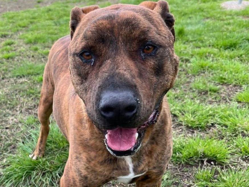 Adotta il cane MASSI a Latina