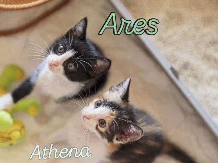Adozione gatto, femmina, Razza sconosciuta Razza sconosciuta, 4 mesi, taglia non valida, Bari