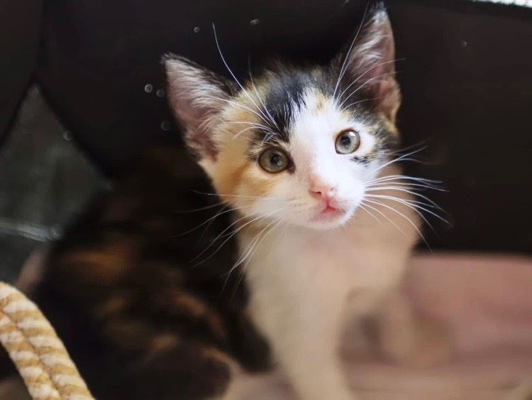 Adotta un gatto, femmina, 4 mesi, Bari