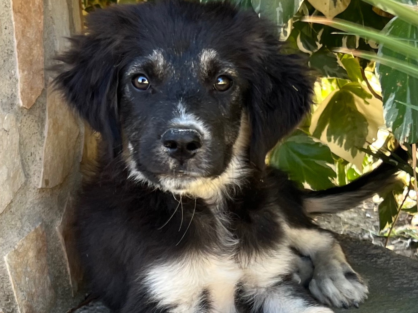 Adotta un cane, maschio, 4 mesi, Enna