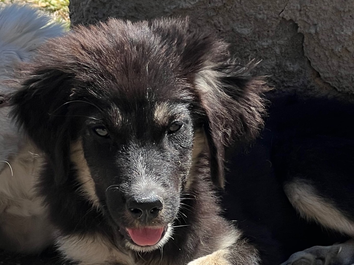 Adotta un cane, taglia media, maschio, Enna