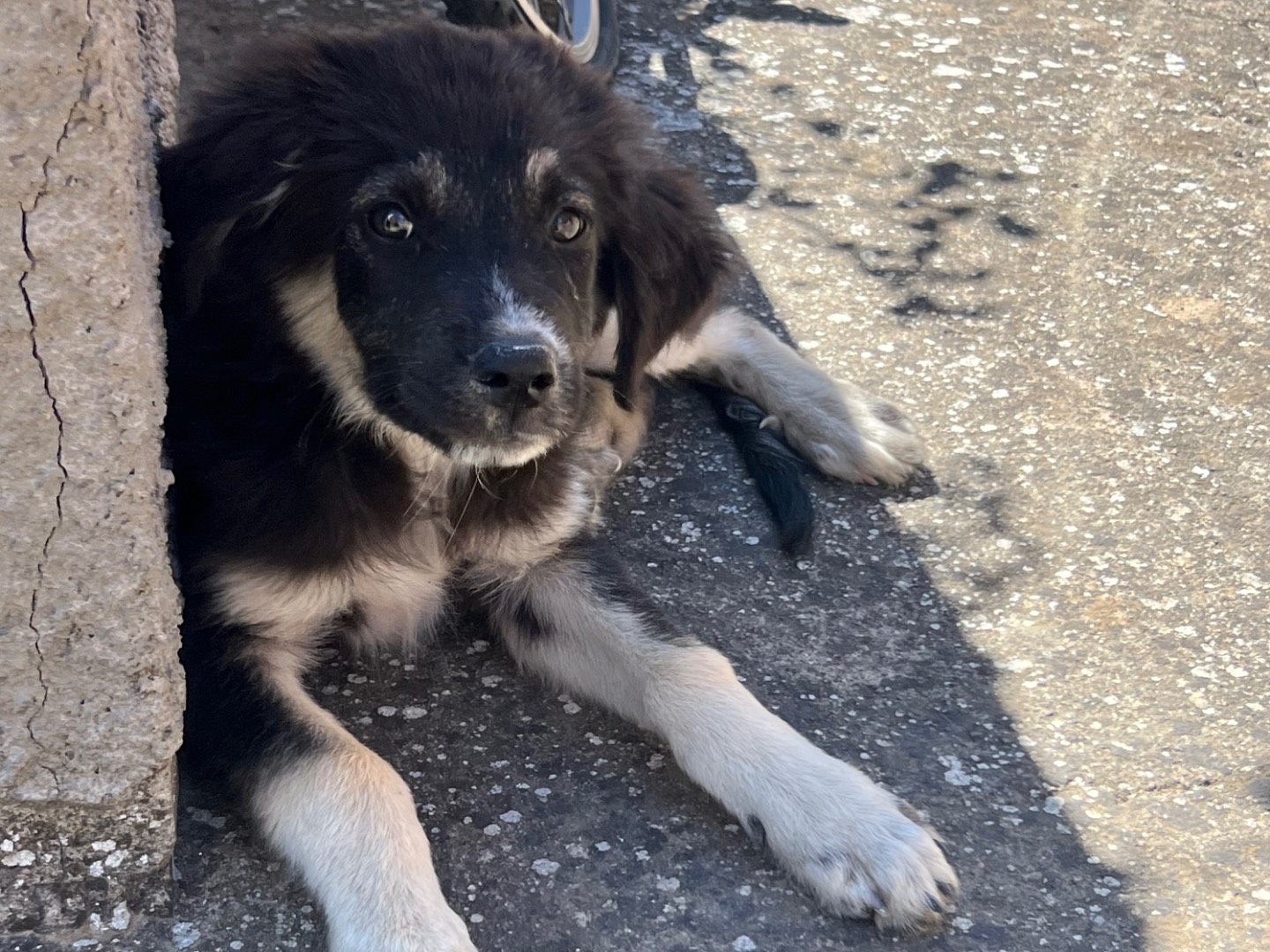 Adotta il cane IAGO a Enna