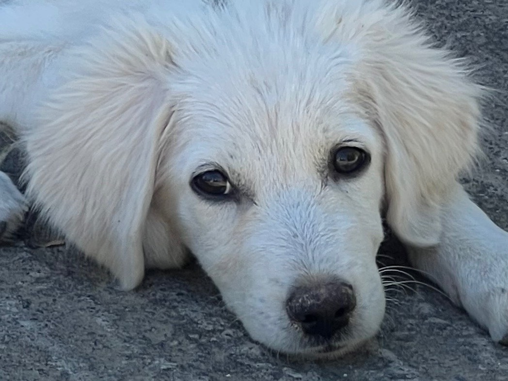 Adotta un cane, femmina, 4 mesi, Enna