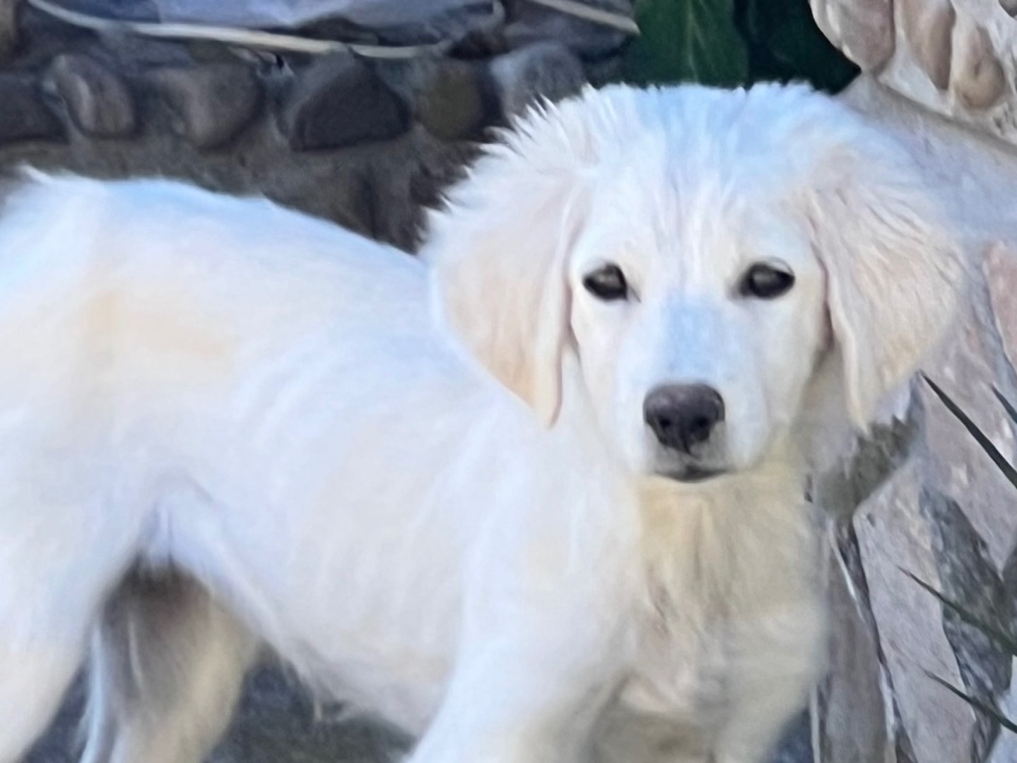 Vuoi adottare un cane a Enna?