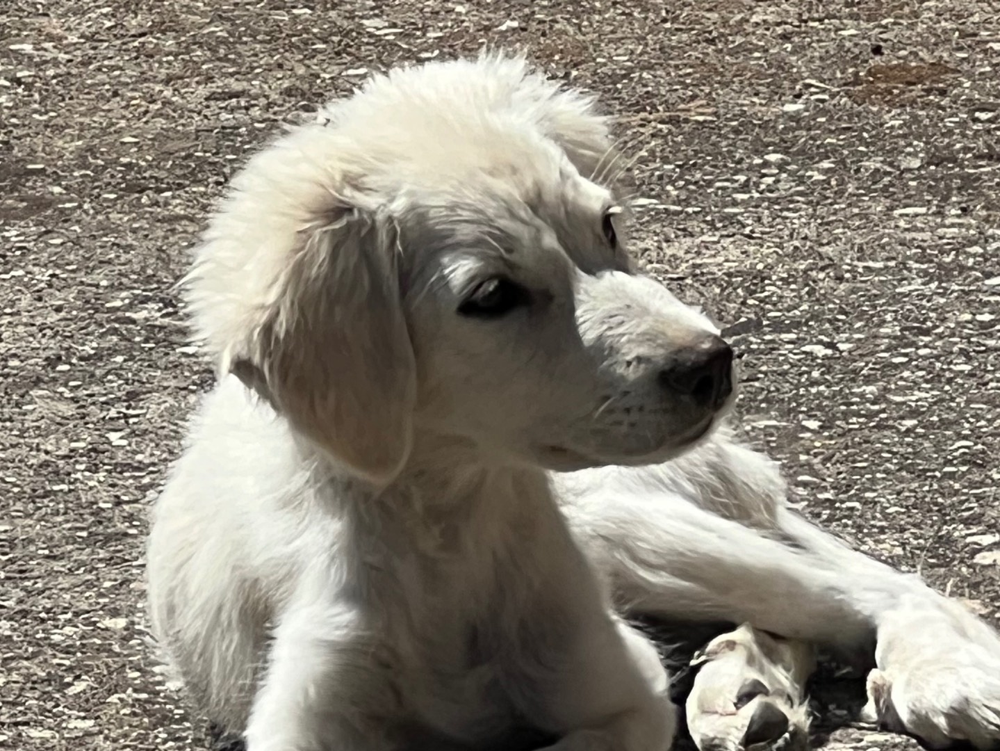 Adotta il cane Luce a Enna