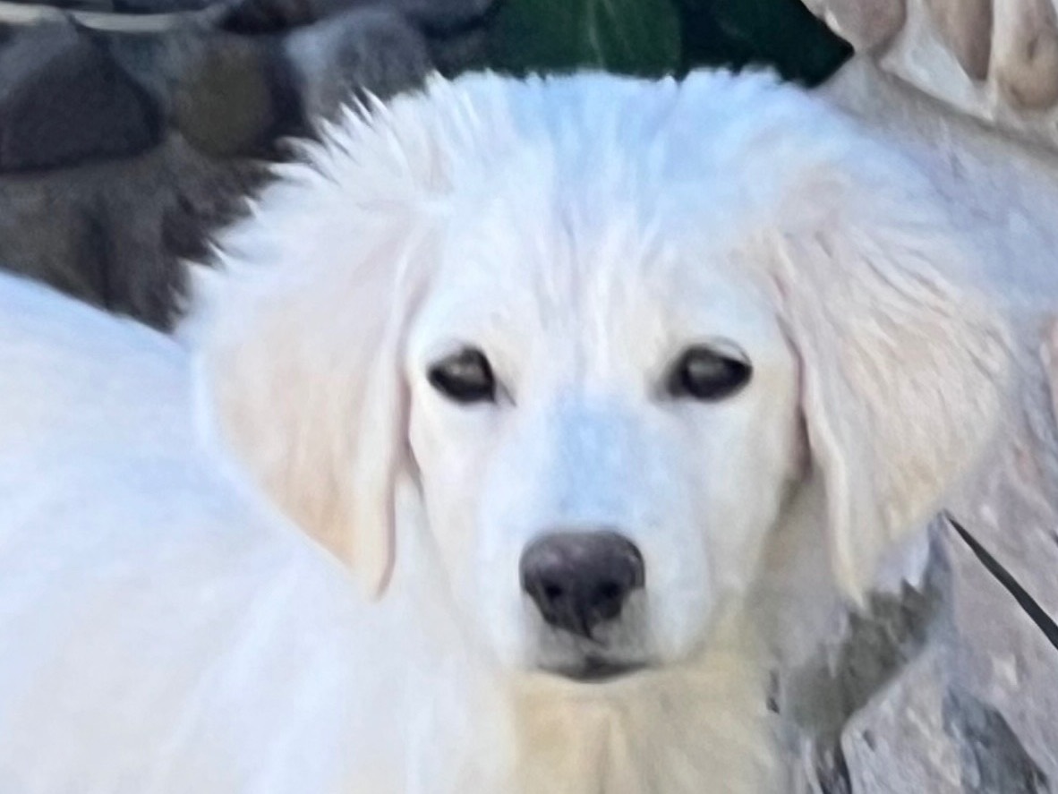 Adotta il cane Stella a Enna