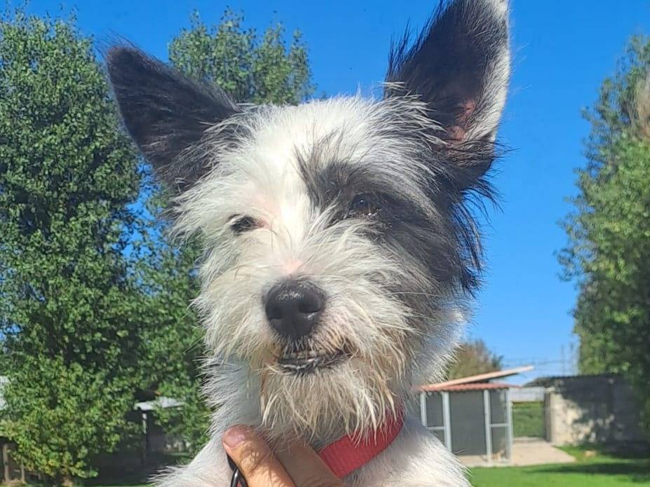 Adozione cane, femmina, Razza sconosciuta Razza sconosciuta, 1 anno e 9 mesi, taglia piccola, Milano