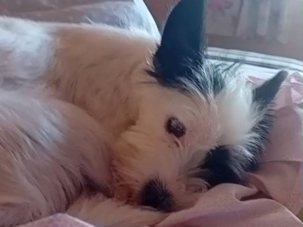 Adotta un cane, taglia piccola, femmina, Milano