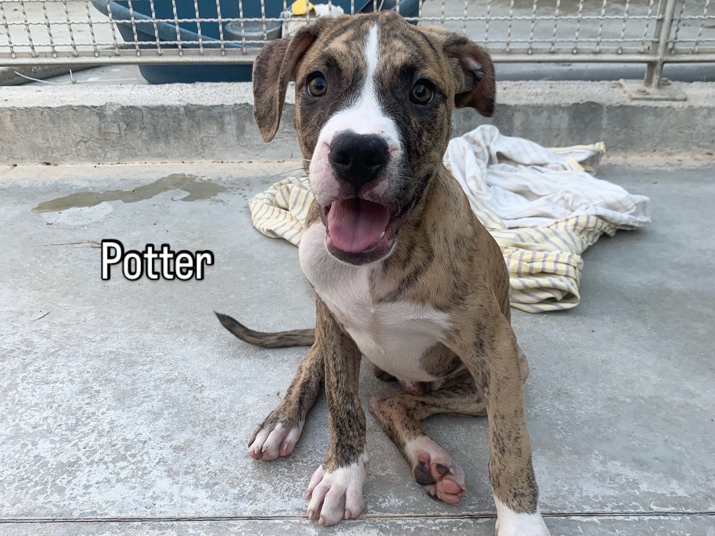 Adozione cane, maschio, Pitbull Amstaff, 5 mesi, taglia grande, Napoli