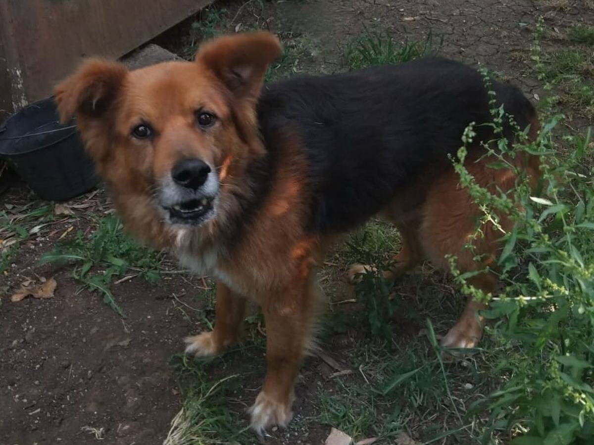 Vuoi adottare un cane a Latina?