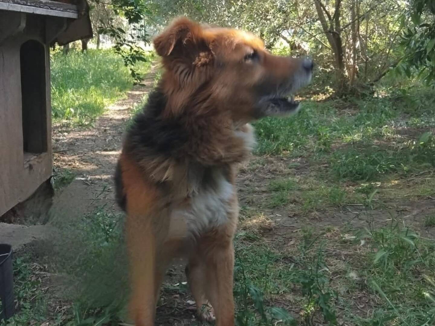 Adotta il cane Fulmine a Latina