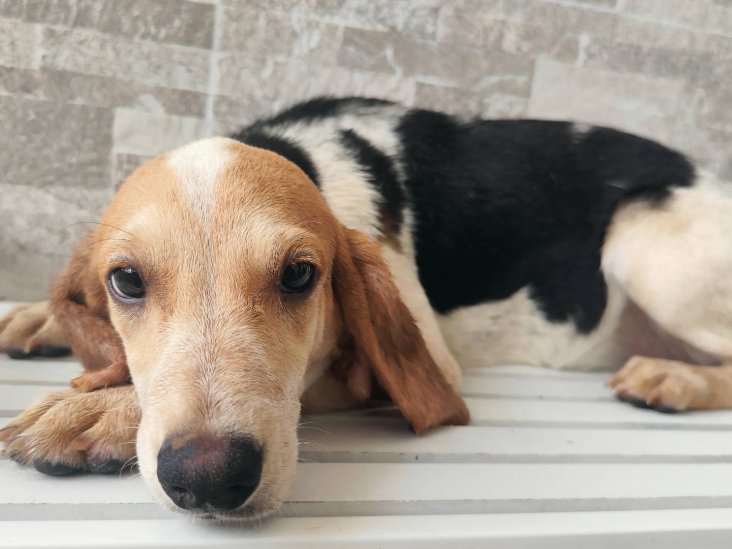 Adozione cane, femmina, Beagle  Razza sconosciuta, 4 mesi, taglia media contenuta, Messina
