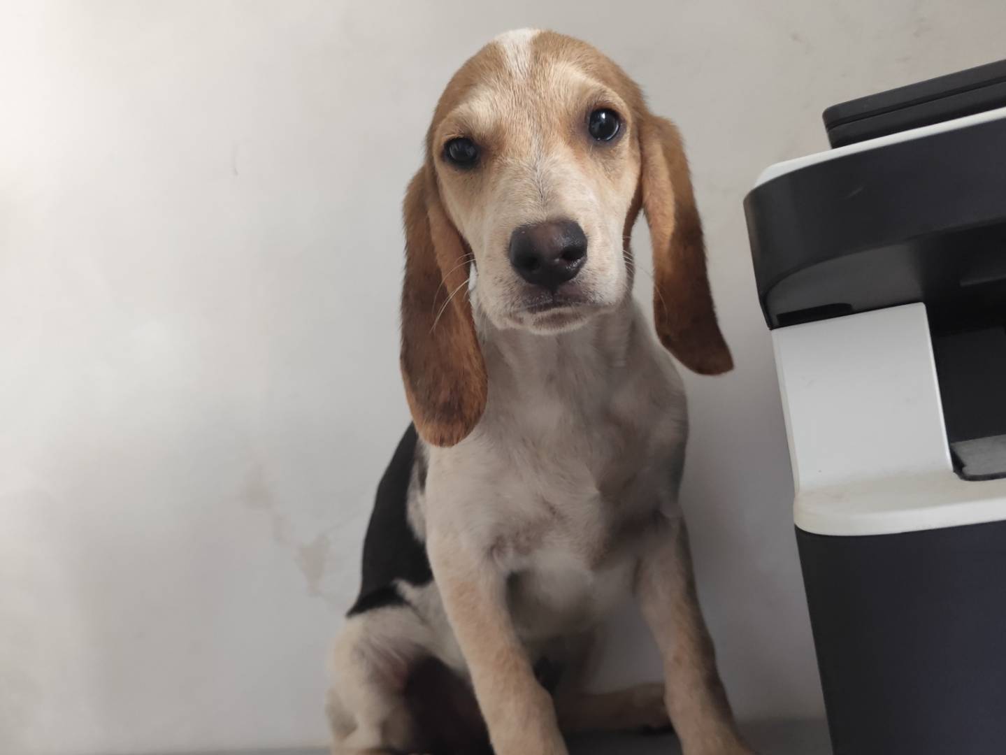 Adotta un cane, femmina, 4 mesi, Messina