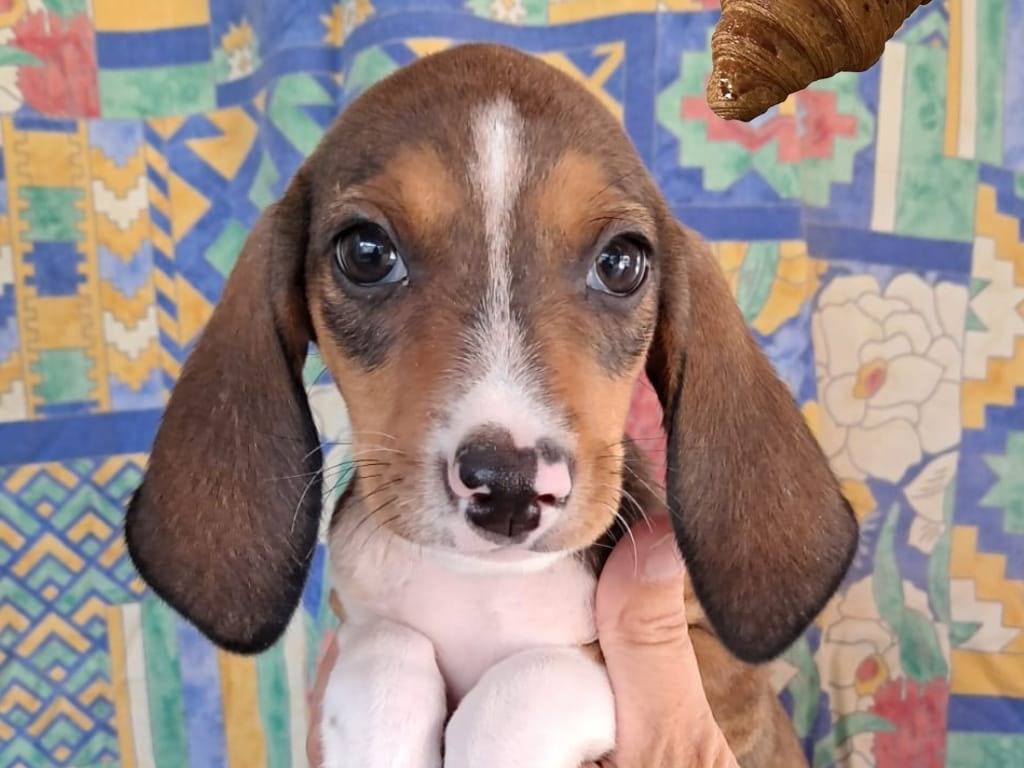 Adozione cane, femmina, Segugio Razza sconosciuta, 3 mesi, taglia media, Vicenza