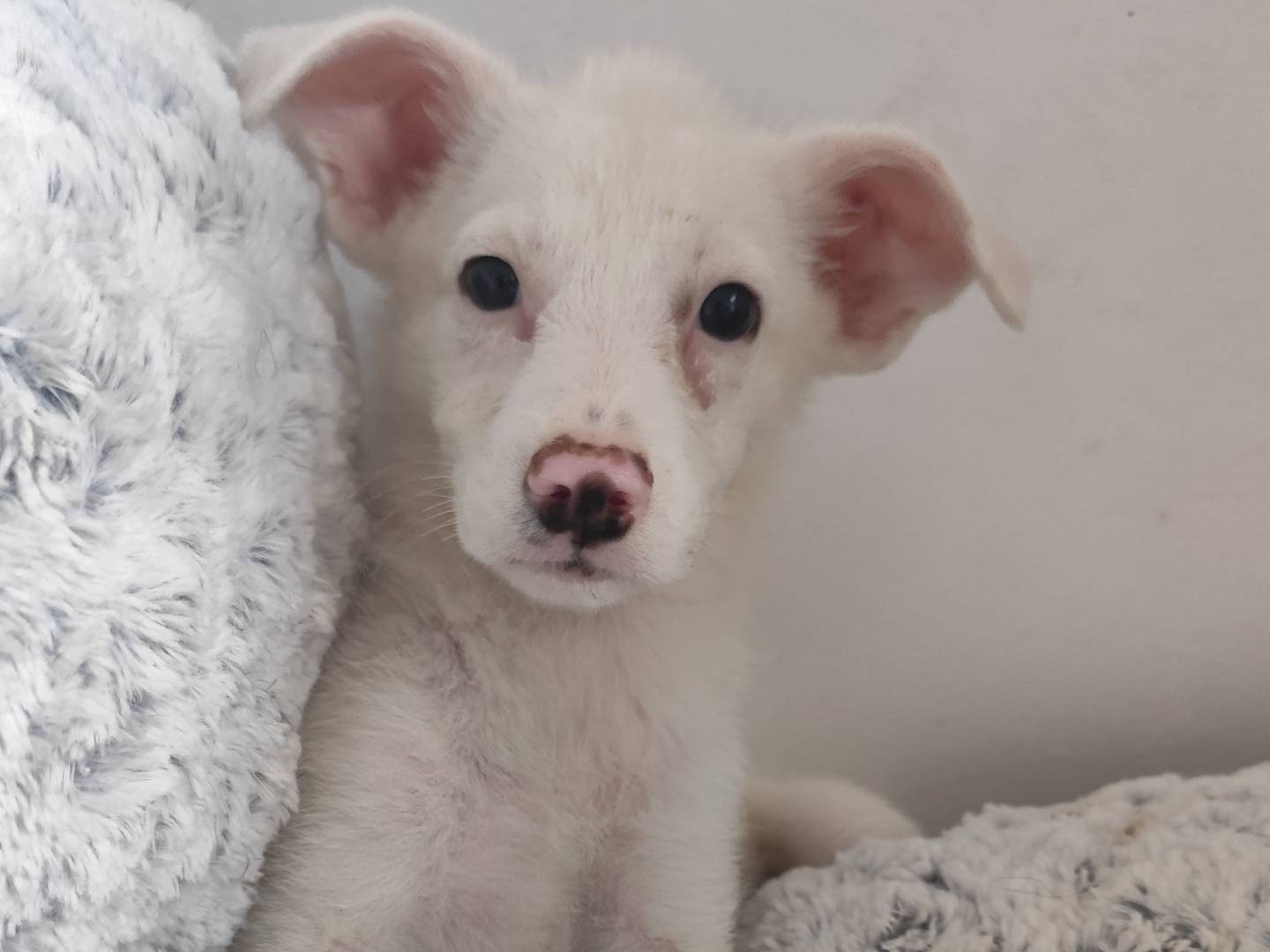 Adozione cane, femmina, Razza sconosciuta Razza sconosciuta, 3 mesi, taglia media, Messina
