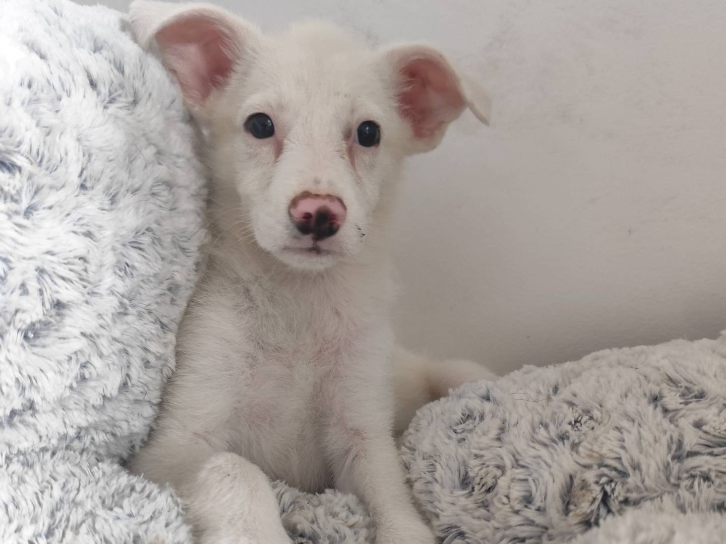 Adotta un cane, femmina, 3 mesi, Messina